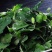 野菜特菜