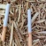 甘草饮片切片圆片斜片保证无硫无添加各种规格