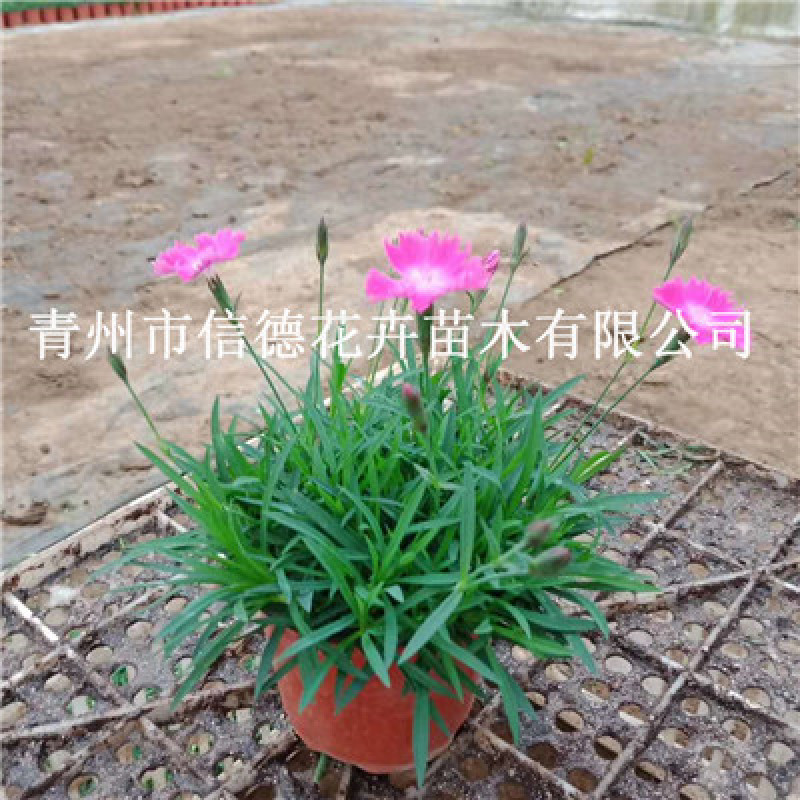欧石竹，一手货源，大量有货，基地直发，低价甩卖