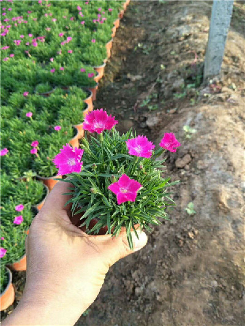 欧石竹，一手货源，大量有货，基地直发，低价甩卖