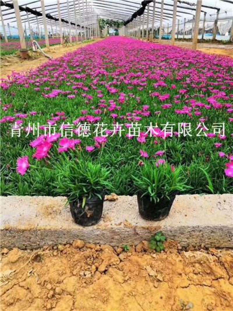 欧石竹，规格齐全，一手货源，大量有货，基地直发