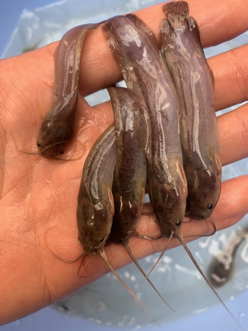 本地场地直销，土塘角苗，消过毒，调过水的，欢迎老板来下单