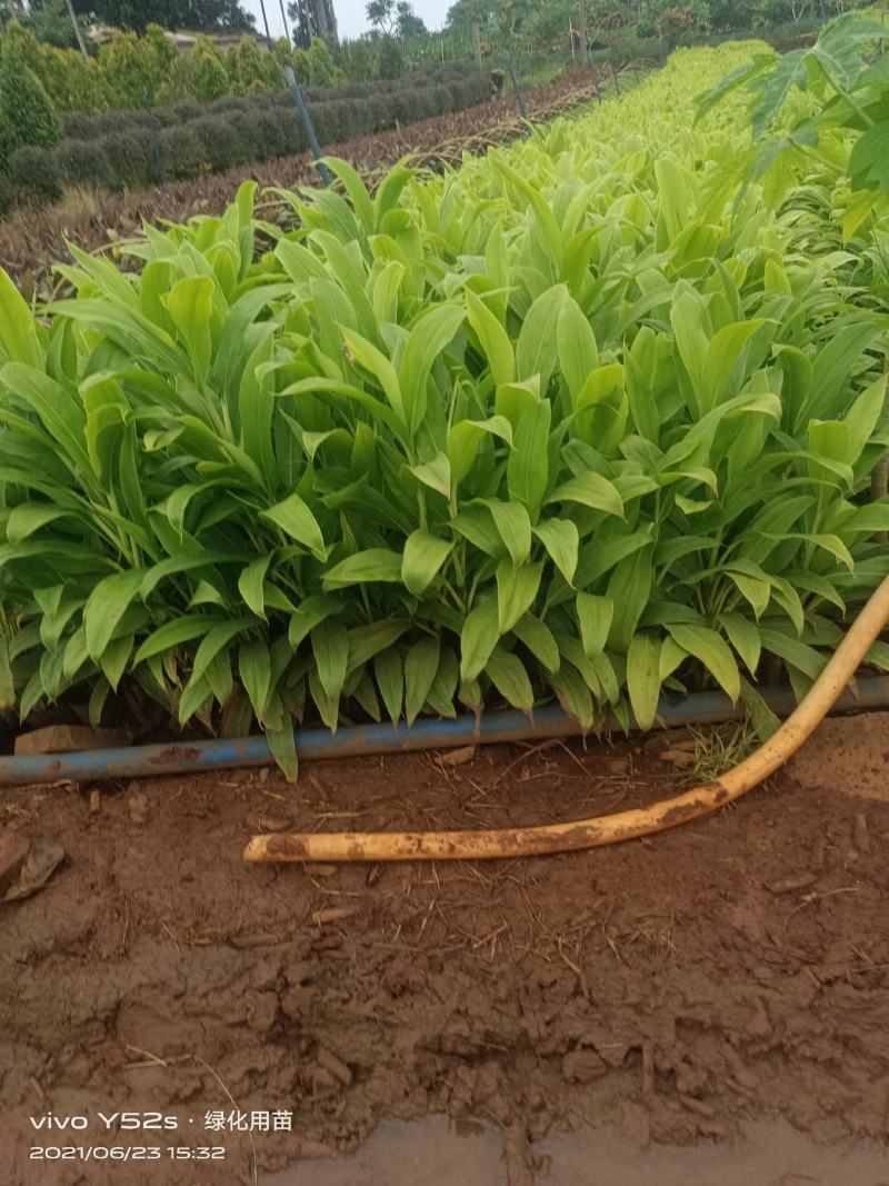 青朱蕉大量现货