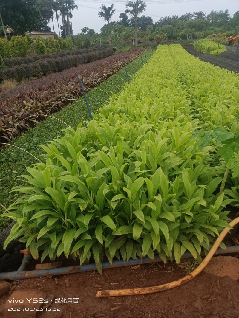 青朱蕉大量现货