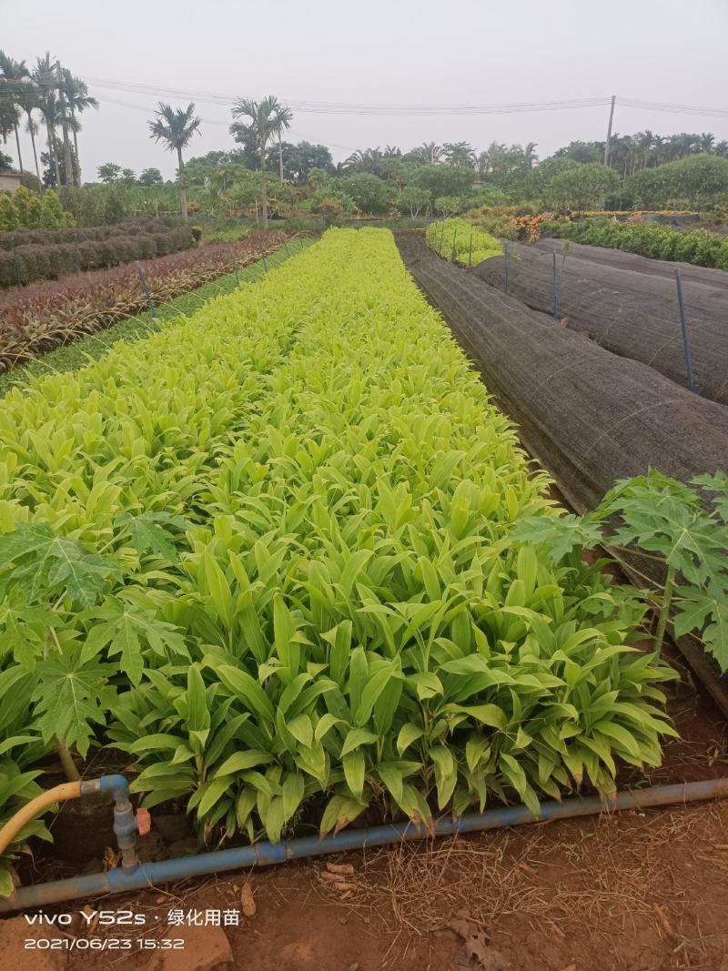 青朱蕉大量现货