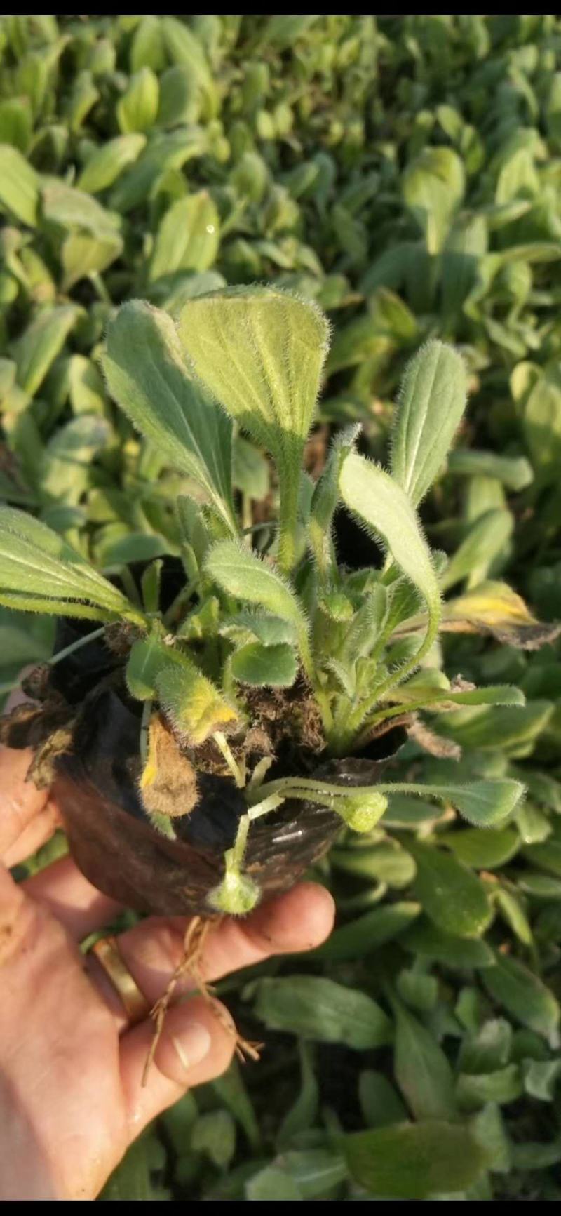 黑心菊，一手货源，大量有货，基地直发，价格实惠
