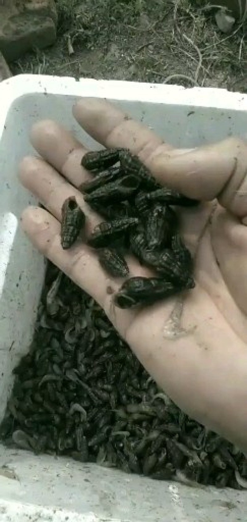 山坑螺，纽螺，价格以咨询为准*捡便宜的请绕行*