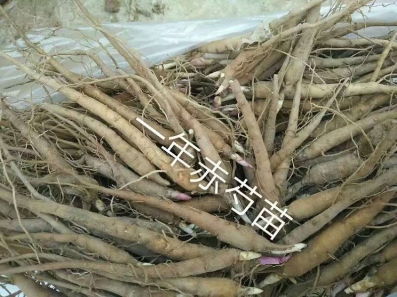 白芍苗子赤芍苗子规格齐全基地直供包回收