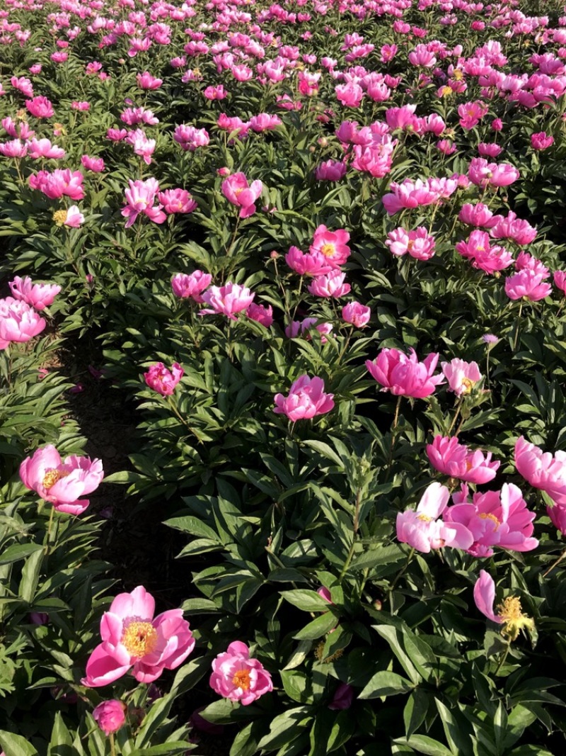 白芍苗子赤芍苗子规格齐全基地直供包回收