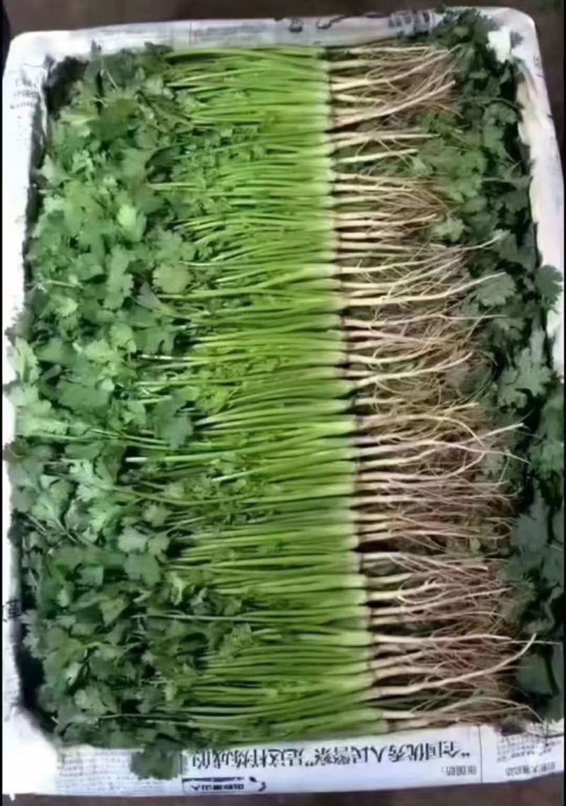 河北大叶香菜上市产地直发，代发全国欢迎咨询