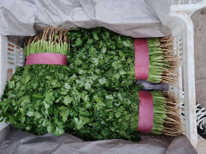 河北大叶香菜上市产地直发，代发全国欢迎咨询