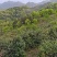 竹溪高山绿茶优惠直销，原生态，无农药无化肥绿色健康饮品