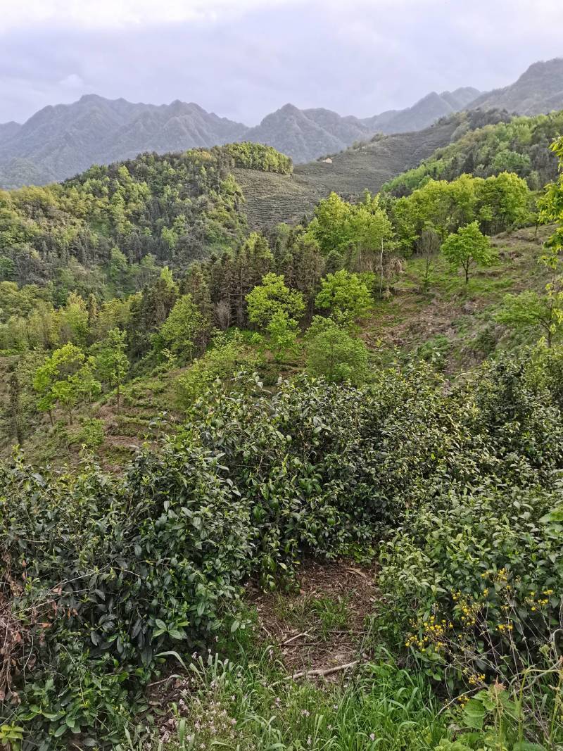 竹溪高山绿茶优惠直销，原生态，无农药无化肥绿色健康饮品