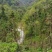竹溪高山绿茶优惠直销，原生态，无农药无化肥绿色健康饮品
