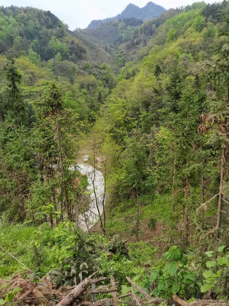 竹溪高山绿茶优惠直销，原生态，无农药无化肥绿色健康饮品
