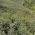 竹溪高山绿茶优惠直销，原生态，无农药无化肥绿色健康饮品