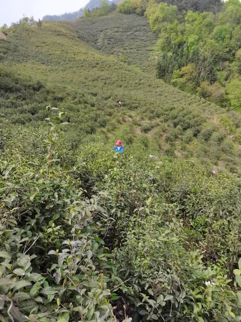 竹溪高山绿茶优惠直销，原生态，无农药无化肥绿色健康饮品