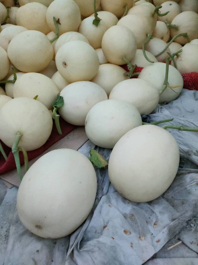 甜红玉甜瓜，白皮红肉，万亩大棚代收代发，龚垒代发货