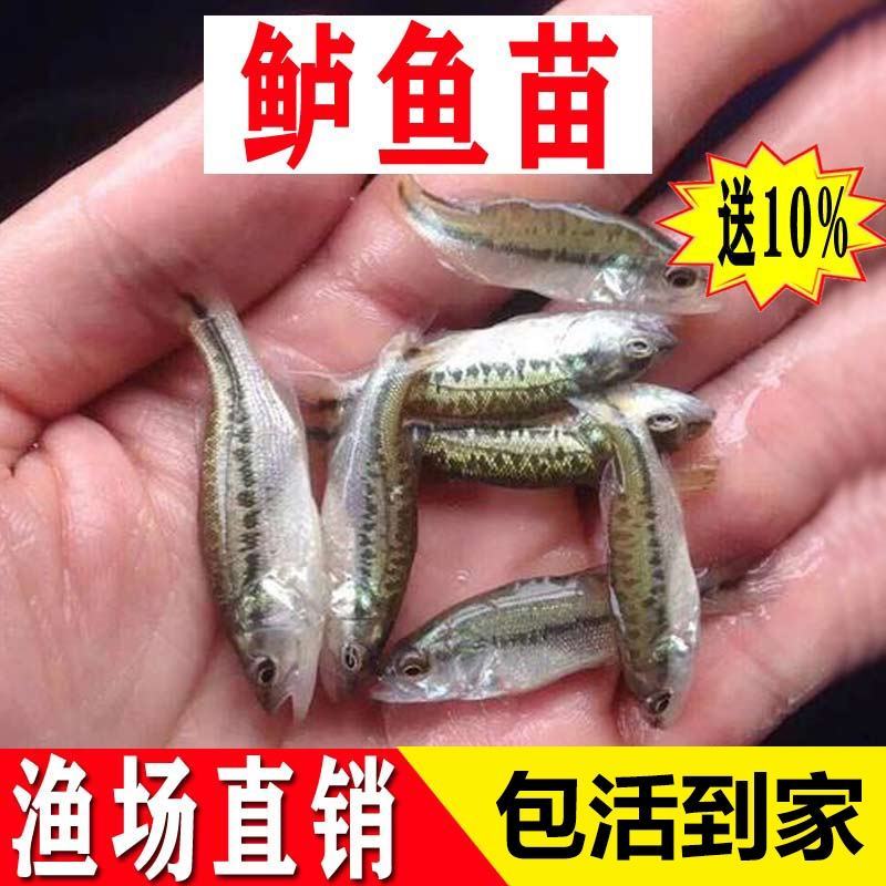 【2021当季】3~6厘米鲈鱼苗加州鲈鱼苗鲈鱼水花