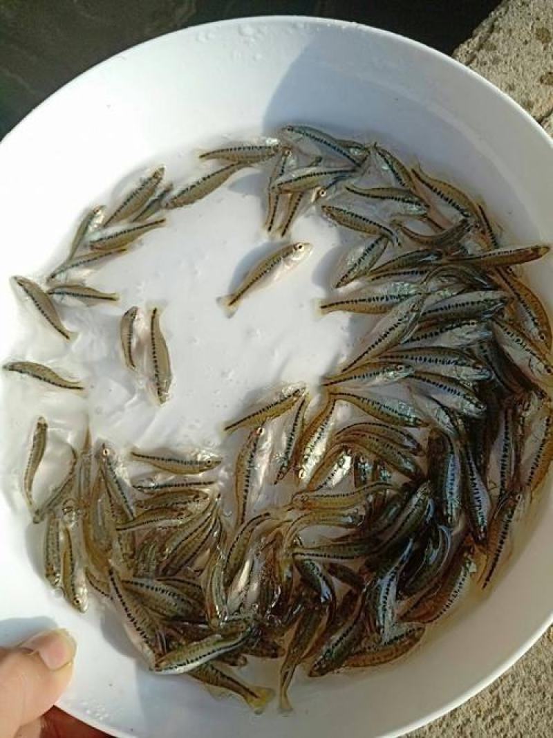 【2021当季】3~6厘米鲈鱼苗加州鲈鱼苗鲈鱼水花