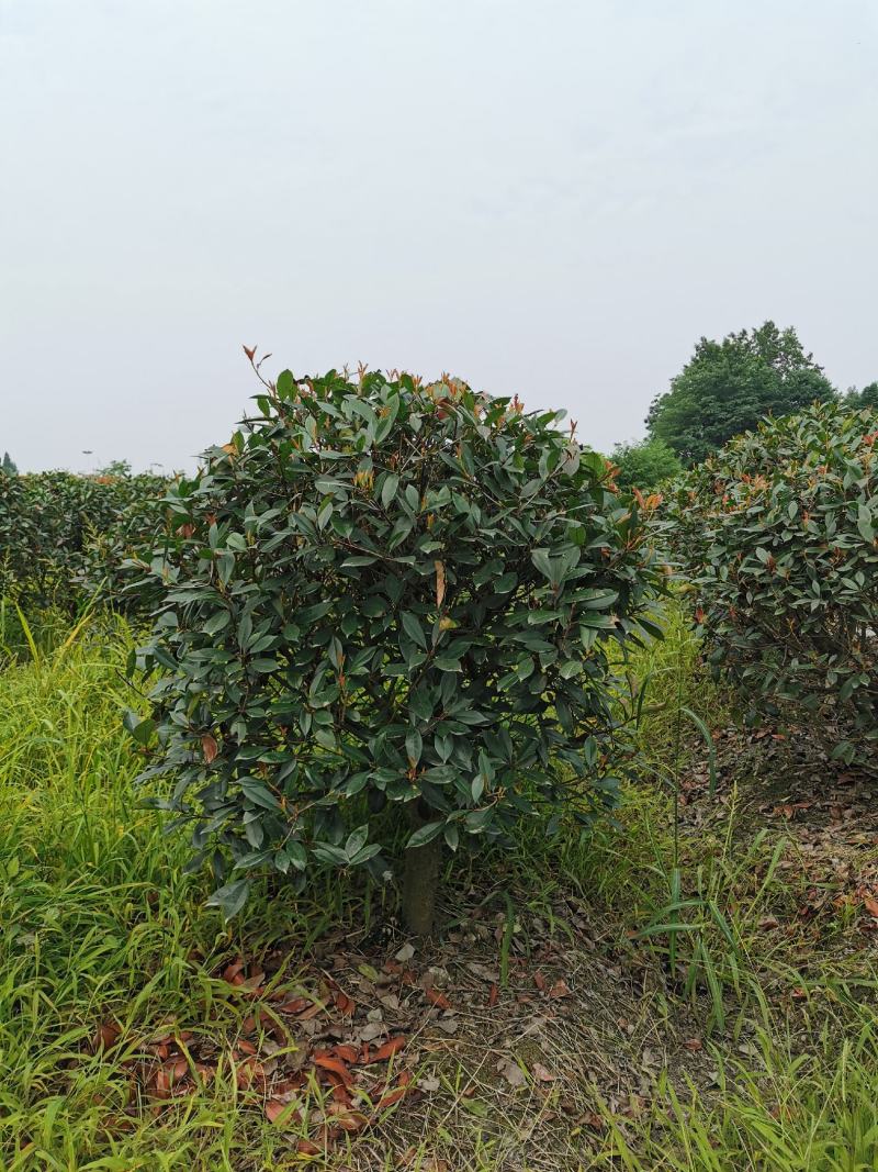 红叶石楠球大量批发红叶石楠球千亩基地产地直销