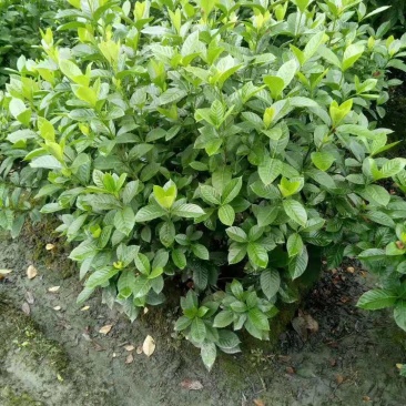大叶栀子花球