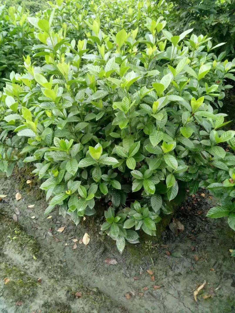 大叶栀子花球