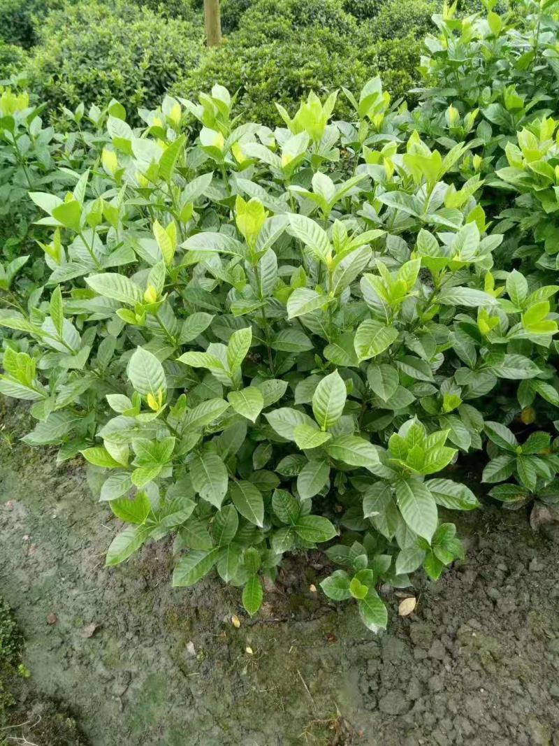 大叶栀子花球