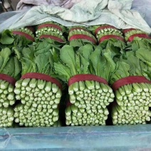 小白菜，河北小白菜大量上市，产地直发，代发全国