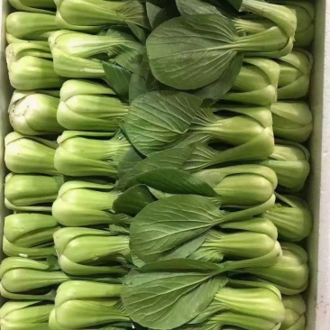 小油菜,河北小油菜,大量,上市,产地供应发往全国