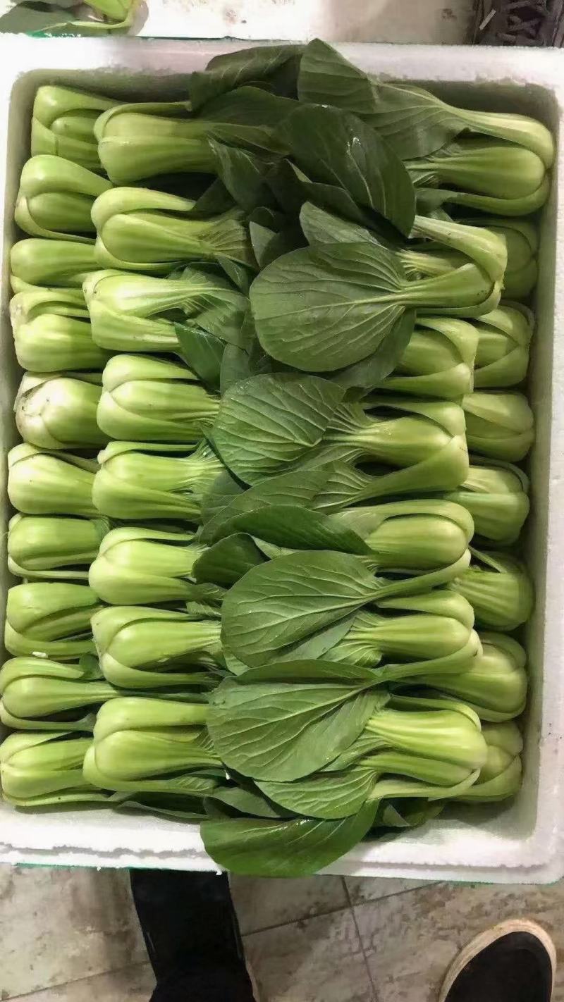 小油菜，河北小油菜，大量，上市，产地供应发往全国
