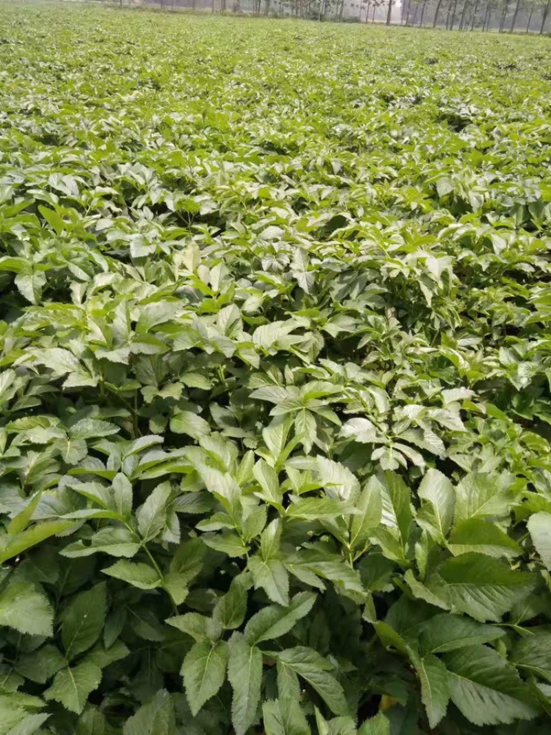 白芷培育基地优质货源提供技术指导签合同回收
