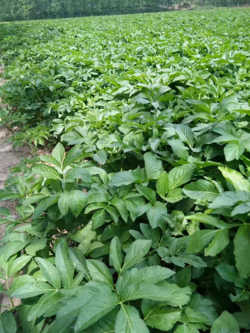 白芷培育基地优质货源提供技术指导签合同回收