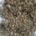 广东溪黄茶（白茶），野生品种，产地直供，量大从优
