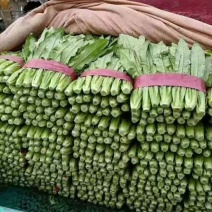 【荐】河北油麦菜邯郸油麦菜15~20cm以上物美价廉