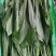 【荐】河北油麦菜邯郸油麦菜15~20cm以上物美价廉