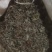 广东溪黄茶（白茶），野生品种，产地直供，量大从优