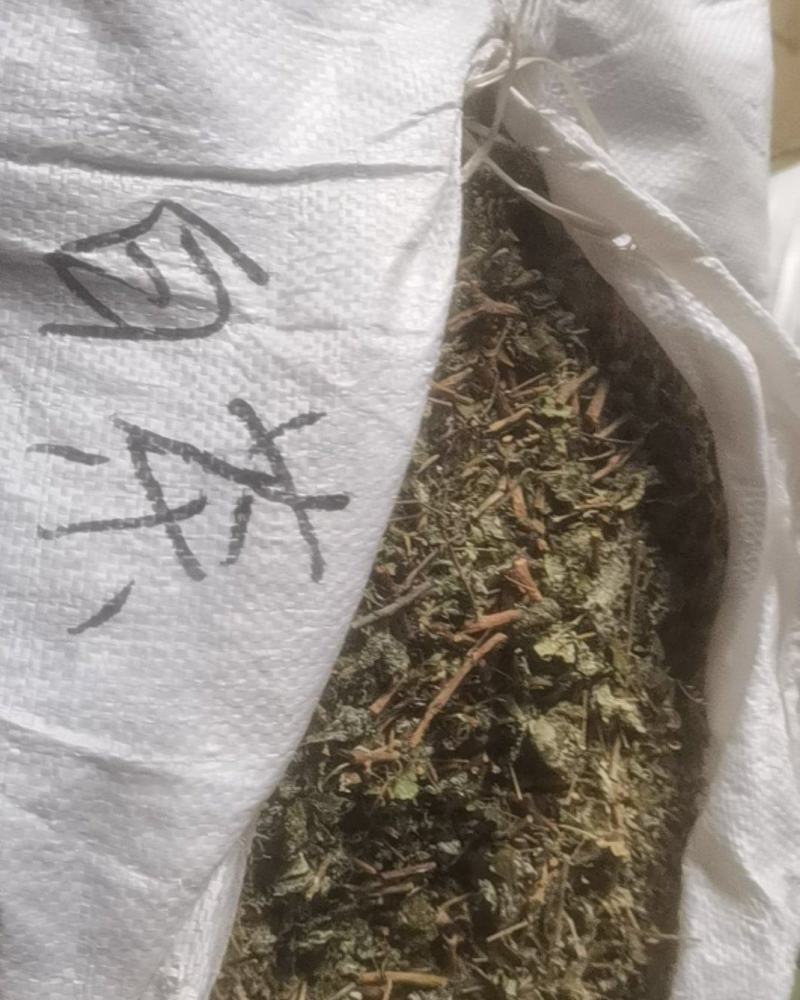 广东溪黄茶（白茶），野生品种，产地直供，量大从优