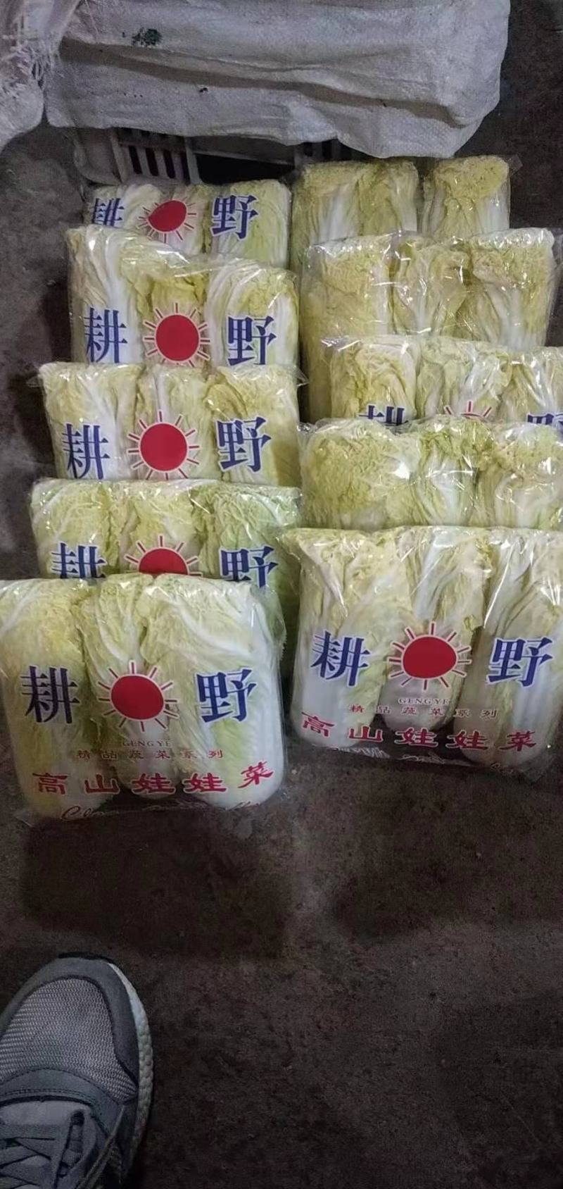 娃娃菜，河北娃娃菜大量上市，产地供销发往全国