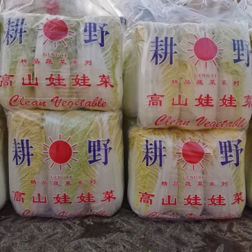 娃娃菜,河北娃娃菜大量上市,产地供销发往全国
