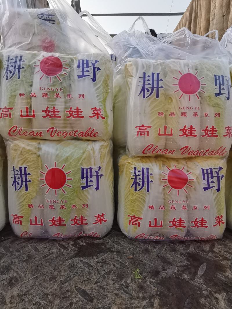 娃娃菜，河北娃娃菜大量上市，产地供销发往全国