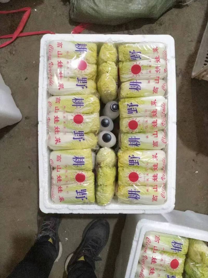 娃娃菜，河北娃娃菜大量上市，产地供销发往全国