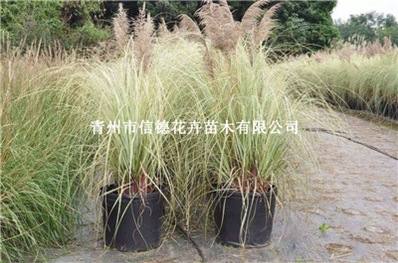 花叶蒲苇，大量有货，基地直发，一手货源，规格齐全