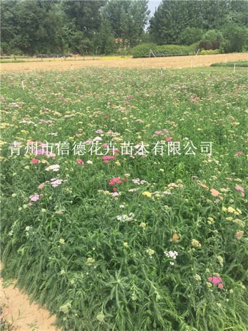 多芽蓍草，千叶蓍草，量大有货，基地直发，一手货源充足