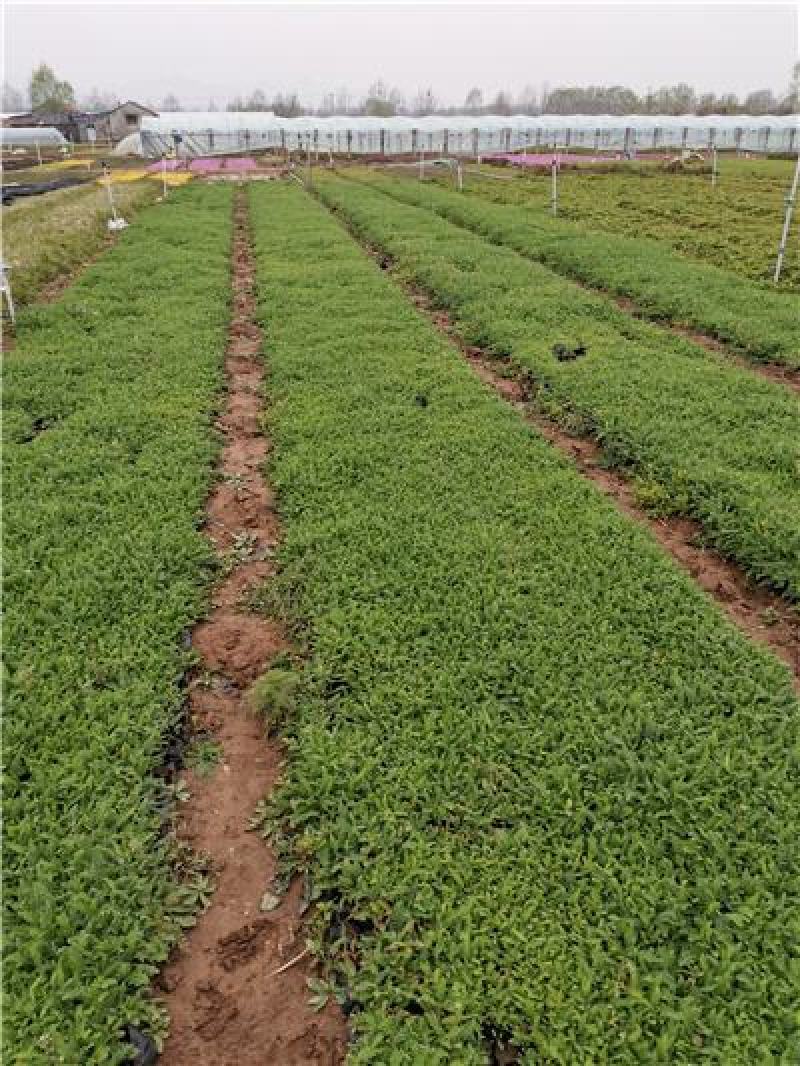 多芽蓍草，千叶蓍草，量大有货，基地直发，一手货源充足