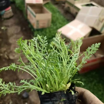 多芽蓍草，千叶蓍草，量大有货，基地直发，一手货源充足