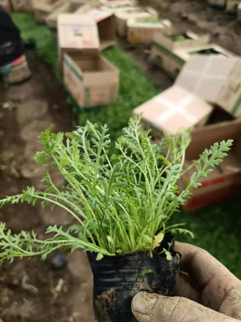 多芽蓍草，千叶蓍草，量大有货，基地直发，一手货源充足