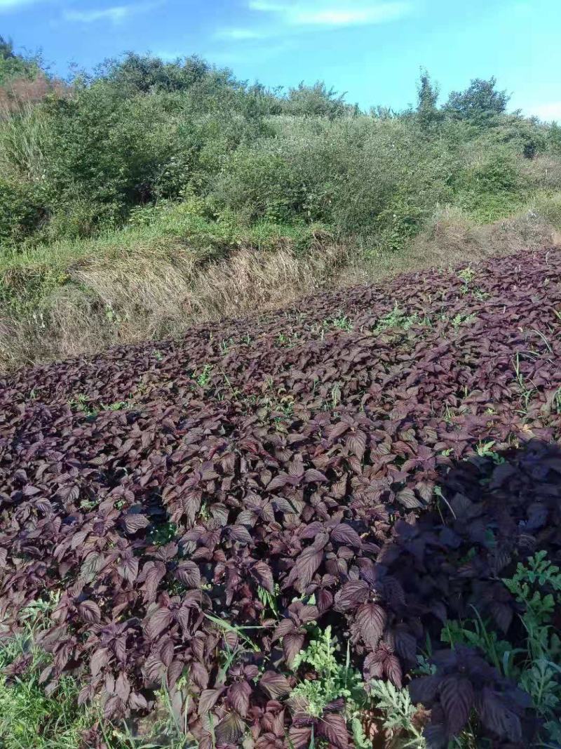 紫苏