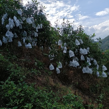 云南桂七芒果