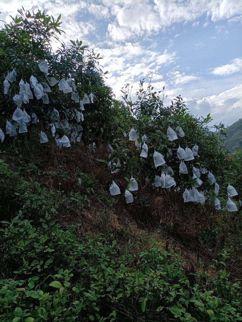 云南桂七芒果
